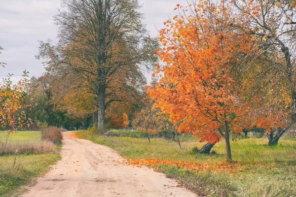 Road through the garden in autumn — Stock Photo, Image