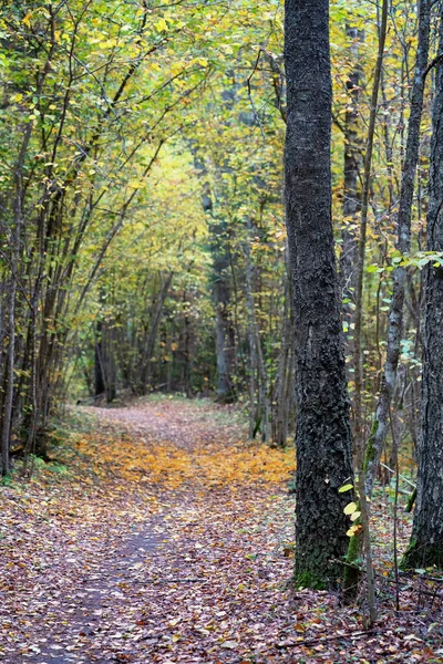 Аллея в темном лесу осенью — стоковое фото