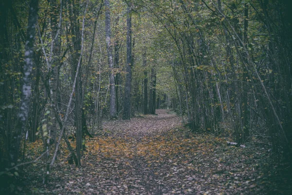 Beco na floresta escura no outono — Fotografia de Stock