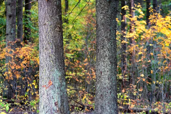 Fenyőfák az őszi erdő szélén — Stock Fotó