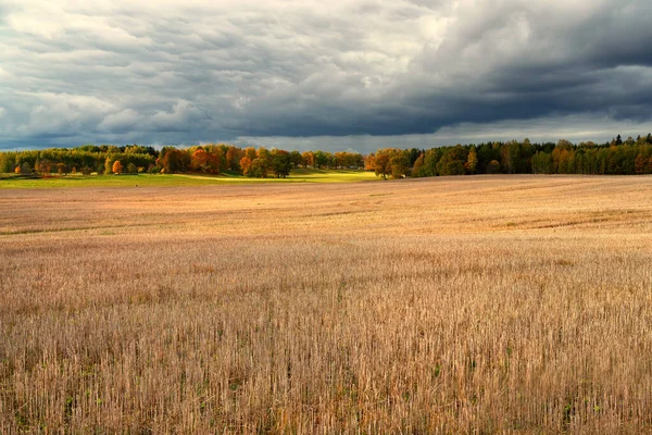 Campo falciato sullo sfondo della foresta autunnale — Foto Stock