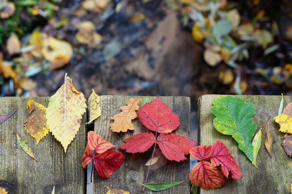 Hojas brillantes de otoño en el bosque — Foto de Stock