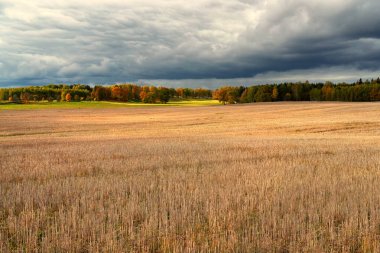Sonbahar ormanlarının arka planında biçilmiş tarla