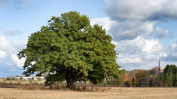 Possente quercia su un campo in pendenza — Foto Stock