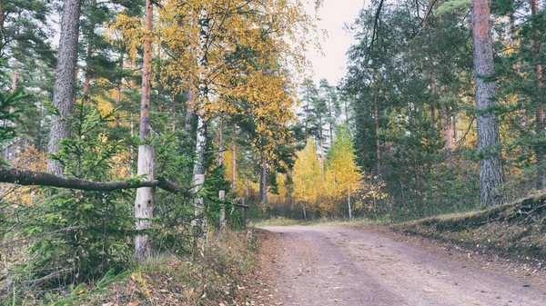 숲 속의 길을 가는 갈퀴 — 스톡 사진