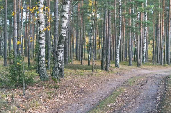 Garfo em um caminho de floresta — Fotografia de Stock