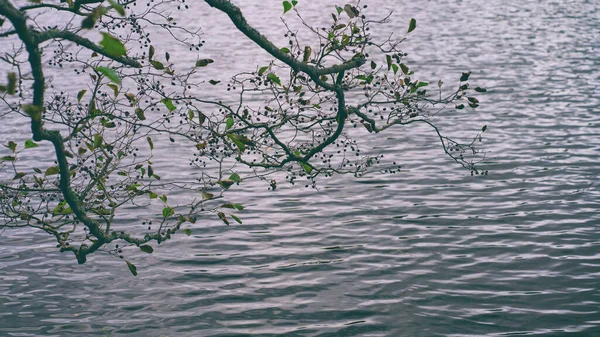 Höstskog med färgade blad vid sjön — Stockfoto