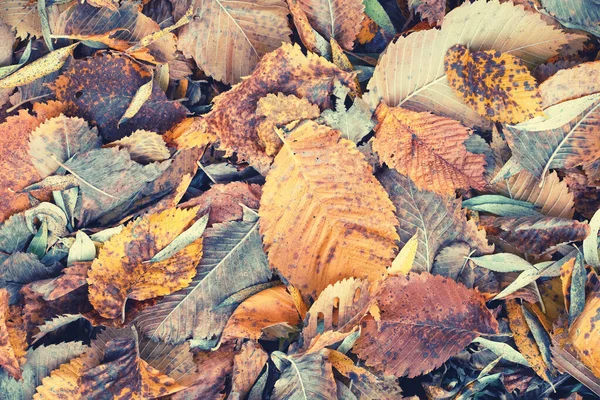 Helles Herbstlaub im Wald — Stockfoto