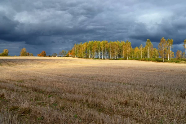 Кошенное поле на фоне осеннего леса — стоковое фото