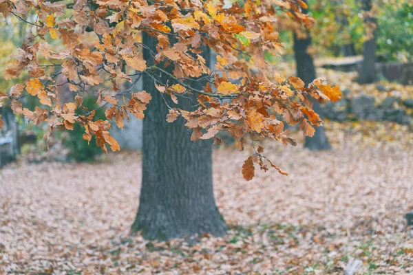 Vecchia quercia nel parco estivo — Foto Stock