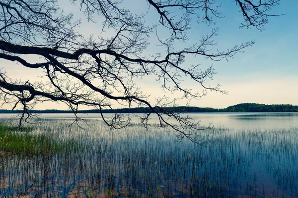 Walk Lake Trees Sunny Spring Day Branches Large Tree Gracefully — Stock Photo, Image