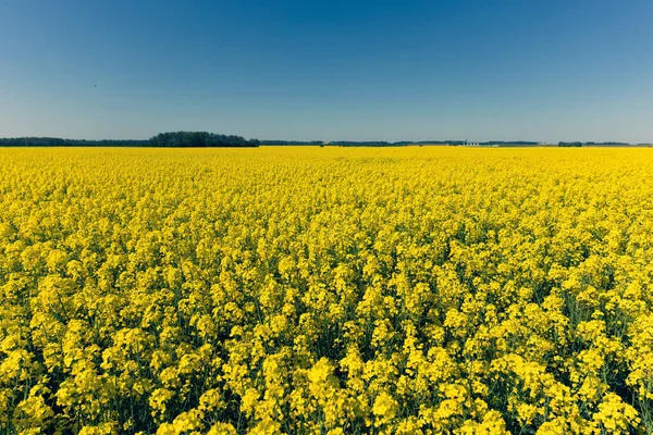 黄色的油菜地和地平线上的树木 春天里阳光灿烂 天空蔚蓝 拉脱维亚 — 图库照片
