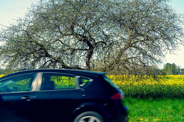 유채 들판을 배경으로 길을 달리고 있는 자동차 — 스톡 사진