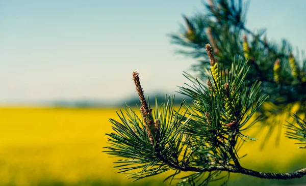 Pine branch with shoots against the background of a rape field. — Stock Photo, Image