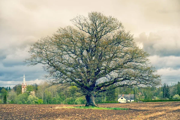 Possente quercia vecchia nel campo primaverile — Foto Stock