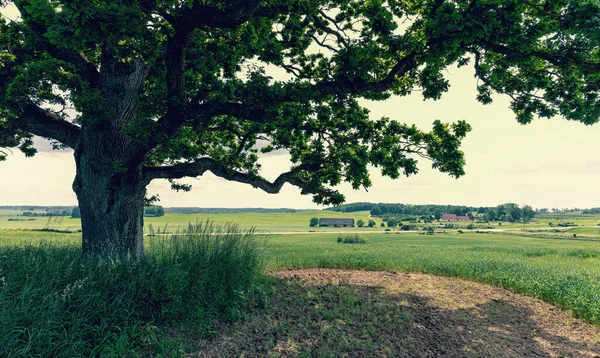 Mohutný Dub Zelenými Listy Stojí Posekaném Poli Pozadí Venkovského Domu — Stock fotografie