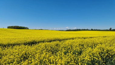 Sarı tecavüz alanı ve ufukta ağaçlar. Mavi gökyüzü olan güneşli bir bahar günü. Letonya