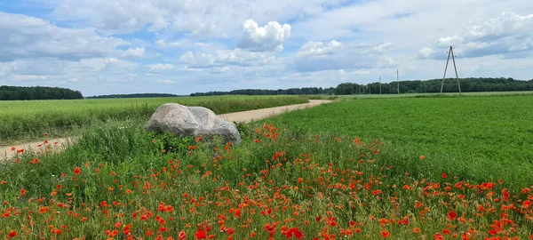 Papaveri Rossi Uno Sfondo Cielo Azzurro Con Sole Fiori Selvatici — Foto Stock