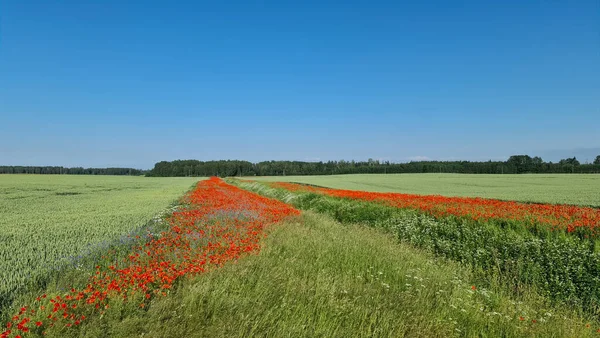 Papaveri Rossi Uno Sfondo Cielo Azzurro Con Sole Fiori Selvatici — Foto Stock