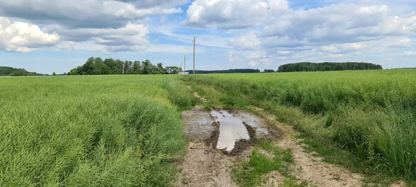 Strada Sterrata Tra Campi Agricoli Della Lettonia Soleggiato Giorno Luminoso — Foto Stock