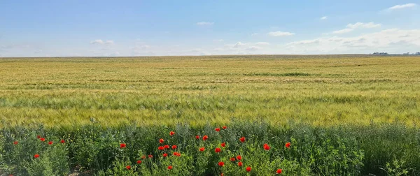 Papoulas vermelhas e flores silvestres em um campo agrícola — Fotografia de Stock