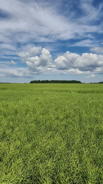 Jordbruksgrönt fält vid horisonten. — Stockfoto