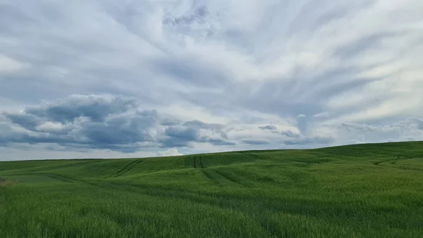 Campo verde agrícola para o horizonte. — Fotografia de Stock