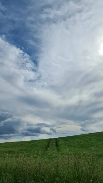 Campo verde agrícola para o horizonte. — Fotografia de Stock