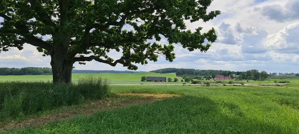 Ogromny dąb zielony na wzgórzu na Łotwie — Zdjęcie stockowe