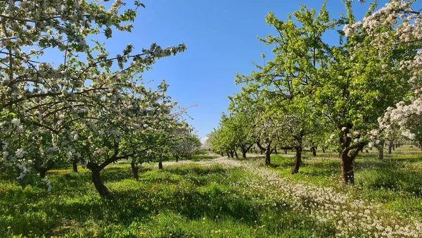 Blooming apple orchard in spring. Trees among white dandelions in flowers. Latvia, Baltic state