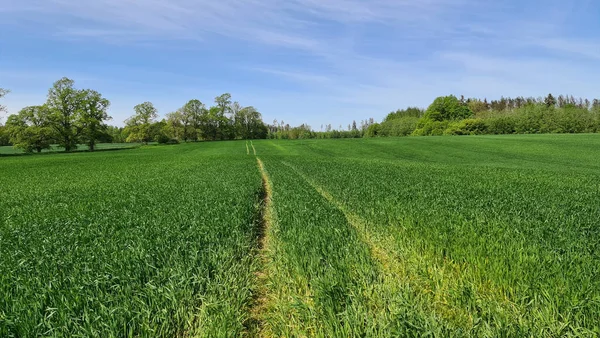 Campo Verde Agricolo All Orizzonte Giorno Luminoso Soleggiato Con Nuvole — Foto Stock