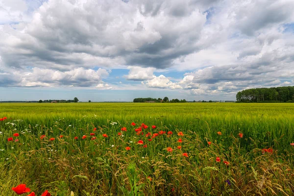 Papaveri Rossi Fiori Selvatici Campo Agricolo All Orizzonte Giornata Soleggiata — Foto Stock