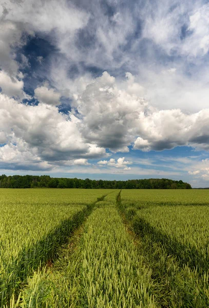 Climbing Hill Green Grass You See Landscape Fields Latvia Warm — Stock Photo, Image