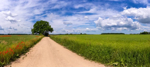 Strada Sterrata Tra Campi Agricoli Della Lettonia Soleggiato Giorno Luminoso — Foto Stock