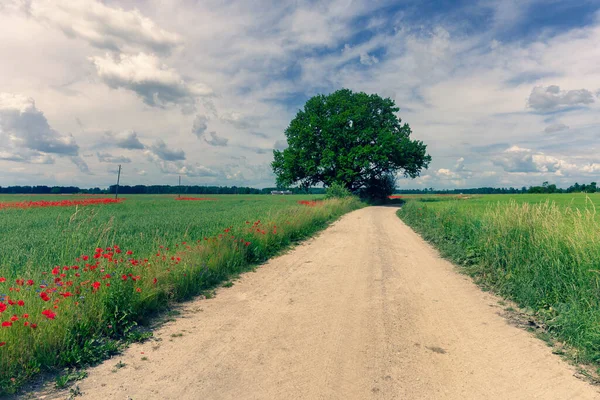 Estrada Terra Entre Campos Agrícolas Letónia Verão Ensolarado Dia Brilhante — Fotografia de Stock