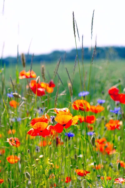 Papoilas Vermelhas Contexto Céu Com Sol Flores Silvestres Brilhantes Brotos — Fotografia de Stock