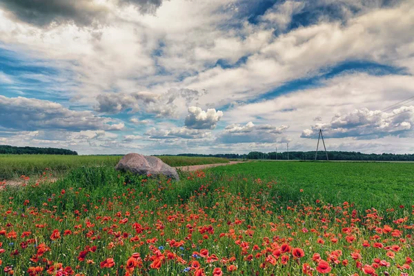 Papaveri Rossi Fiori Selvatici Campo Agricolo All Orizzonte Giornata Soleggiata — Foto Stock