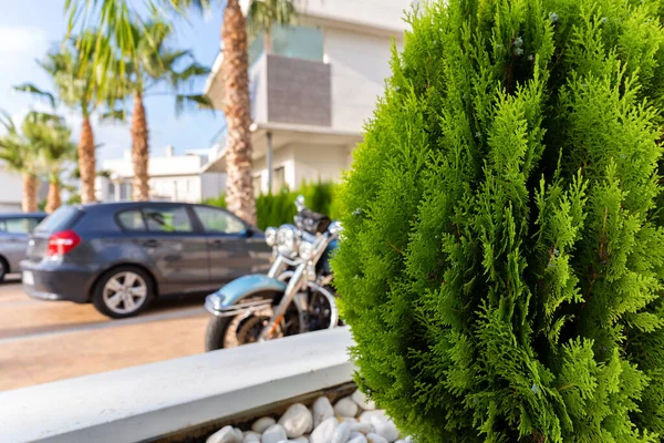 Parking Dla Samochodów Wśród Palm Tle Zielonych Drzew Domków Samochody — Zdjęcie stockowe