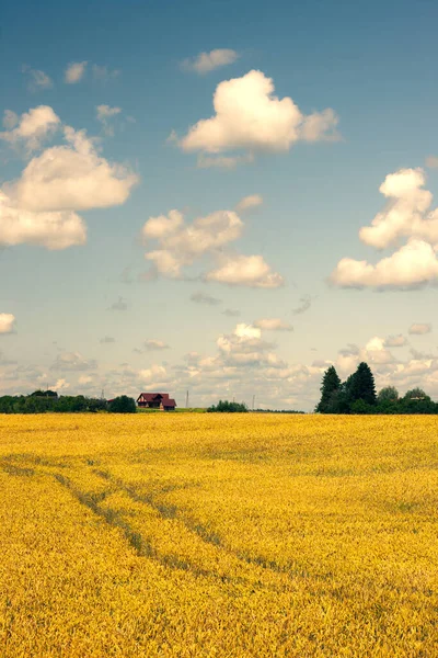 Casa no fundo de um campo com espigas de milho e um céu azul — Fotografia de Stock
