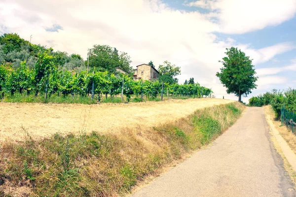 Vägen mellan åkrar och vingårdar i Toscana — Stockfoto