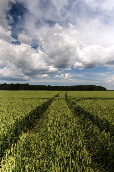 Jordbruksgrönt fält vid horisonten. — Stockfoto