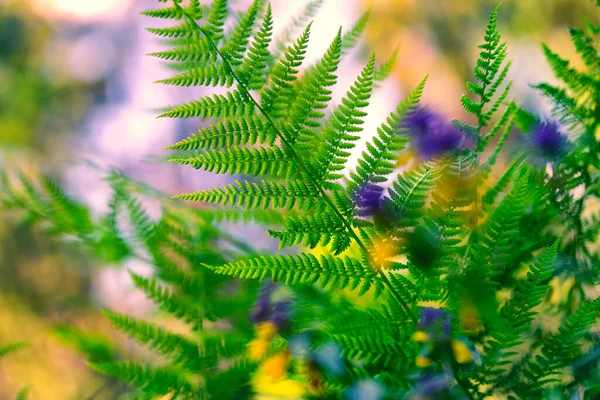 Fern leaf in the sun in summer forest — Stock Photo, Image