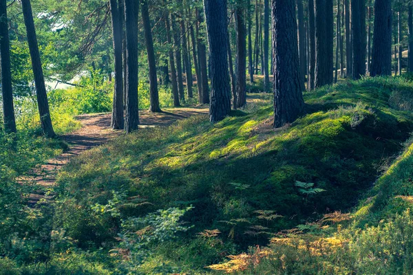 이른 가을에 숲 속에 있는 소나무 — 스톡 사진