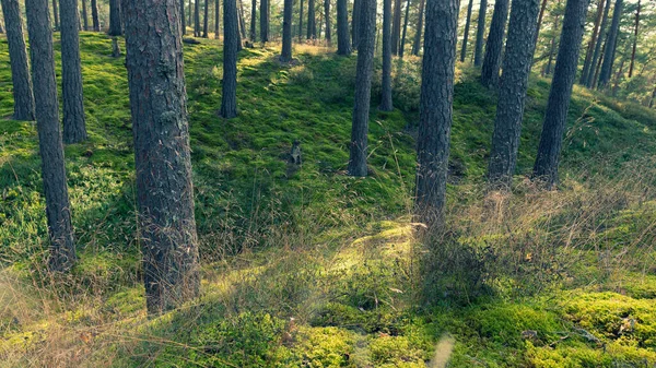 이른 가을에 숲 속에 있는 소나무 — 스톡 사진