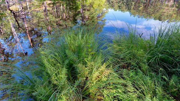 Hierba verde en la orilla de un lago forestal — Foto de Stock