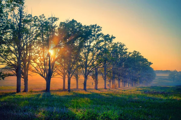 A car on a dusty oak alley at sunset — Stock Photo, Image