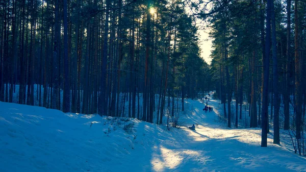 Ihmiset harjoittavat ulkona toimintaa mäntymetsässä talvella — kuvapankkivalokuva