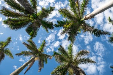 Mavi gökyüzü palmiye ağaçları. Tropikal ature arka plan.