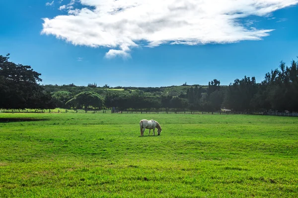 Caballo Blanco Granja Caballos Césped Hierba Verde Pais Verano Paisaje — Foto de Stock