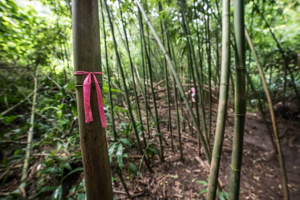 Rutten Träd Märken Bambu Trail Skogsvandring — Stockfoto